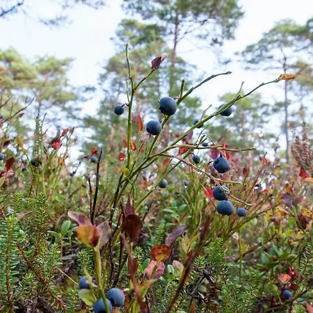 Samblamaa Affittacamere Rannaküla