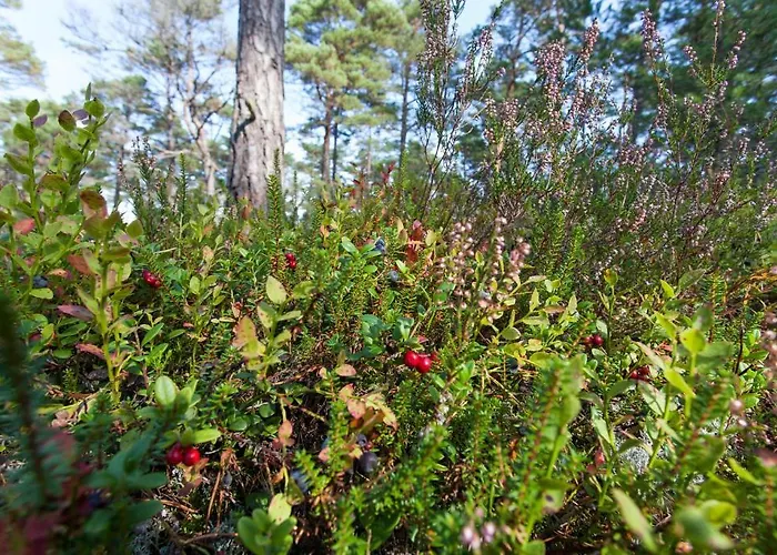 Samblamaa Külalistemaja 4*