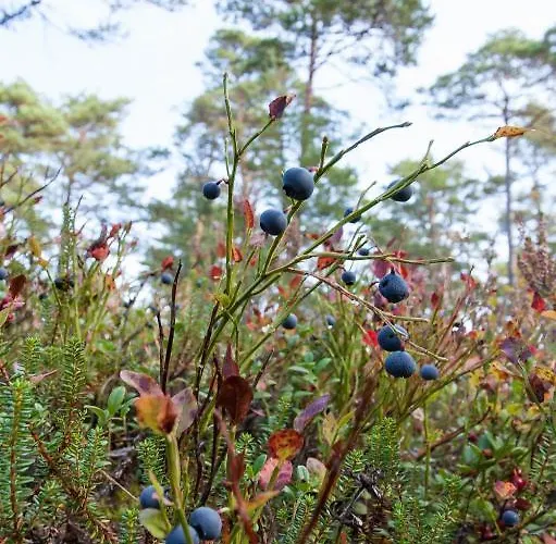 Samblamaa Külalistemaja Rannakula (Laanemaa)