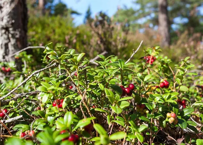 Samblamaa Rannakula (Laanemaa)