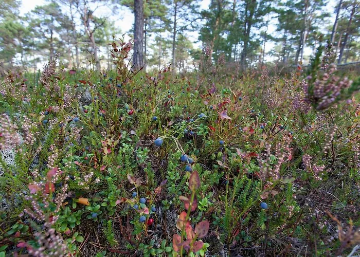 Samblamaa Külalistemaja